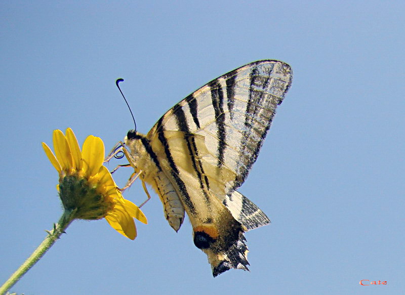 Farfalla nuova!!